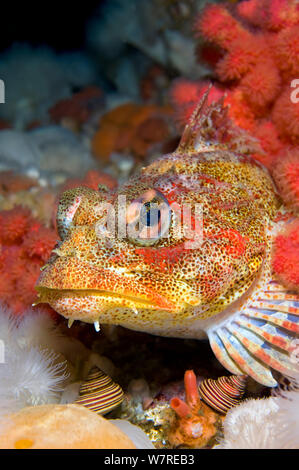 Irischer Lord (Hemilepidotus hemilepidotus) legt einen Hinterhalt unter bunten Unterwasserwelt. Browning, Port Hardy, Vancouver Island, British Columbia, Kanada. North East Pacific Ocean. Stockfoto