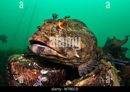 Ein männlicher cabezon (Scorpaenichthys Marmoratus) bewacht die Eier. Das ist ein großer Fisch, der über 10 kg wiegen. Edmonds Underwater Park, Seattle, Washington, USA. Puget Sound, North East Pacific Ocean. Stockfoto