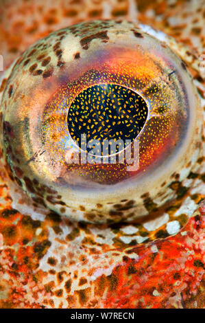 Auge Detail der Roten irischen Herrn (Hemilepidotus hemilepidotus). Browning, Port Hardy, Vancouver Island, Kanada. Stockfoto