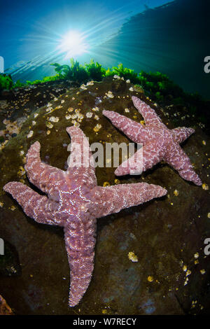 Ein paar der rosa Vielzahl von Ocker Sea Star (Pisaster Ochraceus) im seichten Wasser unter der Sonne. Browning, Vancouver Island, British Columbia, Kanada. North East Pacific Ocean. Stockfoto