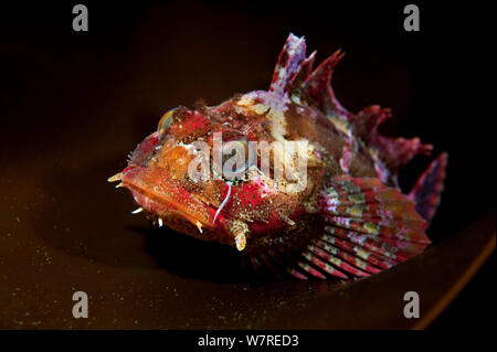 Rote Irish Lord (Hemilepidotus hemilepidotus) ruht auf einem Kelp Wedel. Browning, Port Hardy, Vancouver Island, British Columbia, Kanada. North East Pacific Ocean. Stockfoto