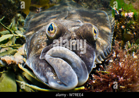 (Rotzunge Microstomus Kitt) portrait unter Algen. Gardur, South West Island. North Atlantic Ocean. Stockfoto