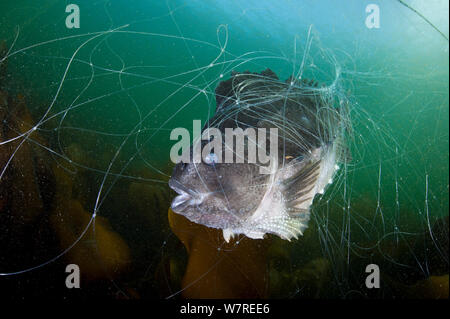 Eine weibliche Lumpsucker (Cyclopterus lumpus) in einem Netz gefangen. Es ist ein aktiver Fischerei für lumpsuckers in Island, als die Eier der weiblichen verkauft werden wie Kaviar. Weibliche lumpsuckers besuchen nur seichte Wasser kurz, nur Überschrift küstennahe Eier in das Nest, wo der Mann bewacht bleibt zu legen. Von Elli Wald, Kopasker, North East Island. North Atlantic Ocean. Stockfoto