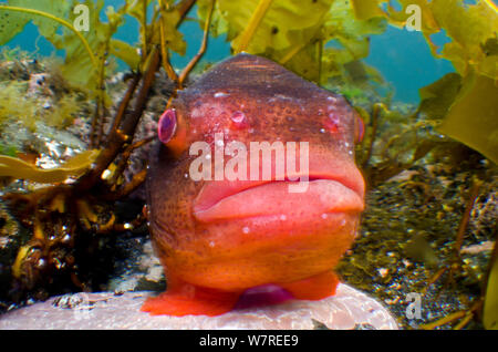 Ein männlicher Lumpsucker (Cyclopterus lumpus) nutzt seine Sucker (bauchflossen geändert) Zu diesem Felsen in der Brandung bewegtes Wasser durch diese Kelp Forest zu befestigen. Hallbjarnarstadur in der Nähe von Húsavík, North East Island. North Atlantic Ocean Stockfoto