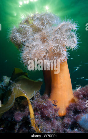 Plumose Anemone (Metridium senile) gegen die Sonne fotografiert. Gulen, Bergen, Norwegen. Nord-ost-Atlantik. Stockfoto