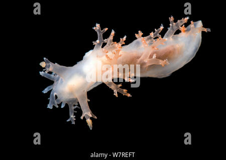 Eine Nacktschnecke (Dendronotus frondosus) in einem Aquarium, Gulen, Norwegen fotografiert. Im Nordostatlantik. Stockfoto