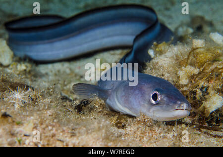 Meeraal (Conger conger) bewegt sich über den Meeresboden in der Nacht. Capo Galera, Alghero, Sardinien, Italien. Mittelmeer. Stockfoto