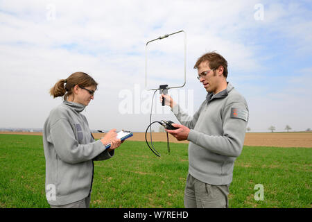 Wissenschaftler der Französischen Wildlife Department (Oncfs) Radio Tracking der gemeinsamen Hamster (Cricetus cricetus) in einem Weizenfeld, Elsass, Frankreich, April 2013 Stockfoto