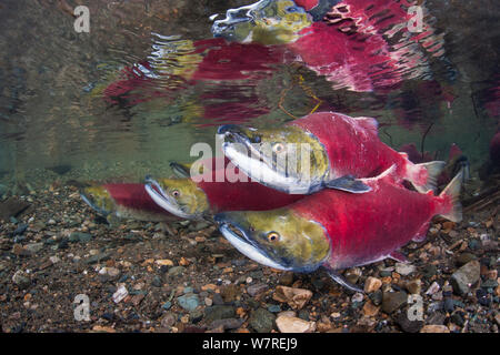 Gruppe von sockeye Lachse (Oncorhynchus nerka) in einer seichten Bucht. Bear Creek, Adams River, British Columbia, Kanada, Oktober. Stockfoto