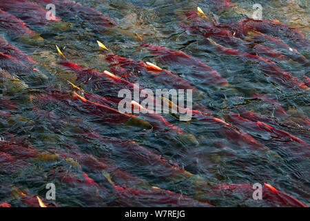 Sockeye Lachse (Oncorhynchus nerka) in ihren Laich River. Adams River, British Columbia, Kanada, Oktober. Stockfoto