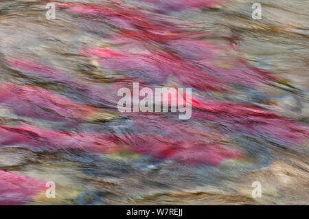 Ein abstraktes Foto von sockeye Lachse (Oncorhynchus nerka) in ihren Laich River. Adams River, British Columbia, Kanada, Oktober. Stockfoto