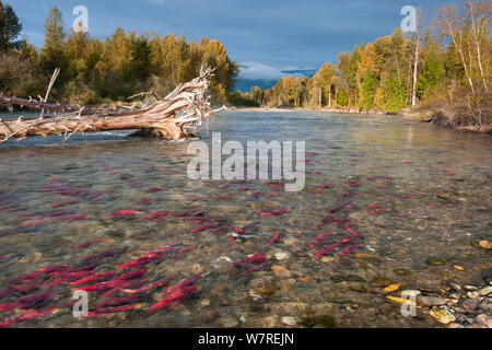 Sockeye Lachse (Oncorhynchus nerka) vor der Migration in ihren Laich River. Adams River, British Columbia, Kanada, Oktober. Stockfoto