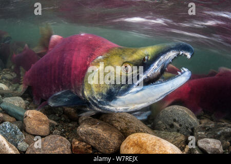 Männliche sockeye Lachse (Oncorhynchus nerka), mit seinem charakteristischen angespannt Kiefer, in der laichzeit River. Adams River, British Columbia, Kanada, Oktober. Stockfoto