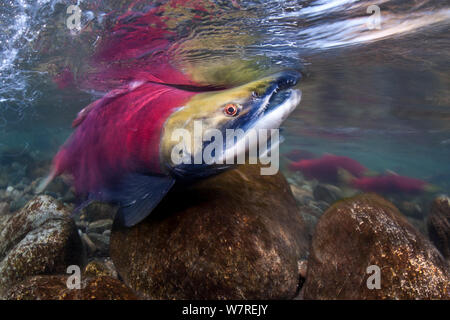 Männliche sockeye Lachse (Oncorhynchus nerka) konkurrieren um Territorien und Frauen in ihren Laich River. Adams River, British Columbia, Kanada, Oktober. Stockfoto