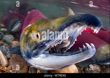 Portrait der männlichen sockeye Lachse (Oncorhynchus nerka) Zähne zeigen. Adams River, British Columbia, Kanada, Oktober. Stockfoto