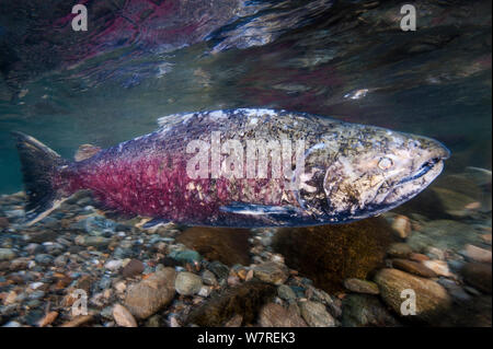 Coho Lachs (Oncorhynchus kisutch) sie stromaufwärts in der Adams River, British Columbia, Kanada. Die Belastungen der Migration ihre Abgabe auf die Gesundheit der Fische, und dies hat man viel Schimmelbildung, darunter über seine Augen. Stockfoto