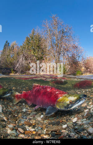 Einem Foto der männlichen sockeye Lachse (Oncorhynchus nerka) im Adams River, British Columbia, Kanada, Oktober. Stockfoto