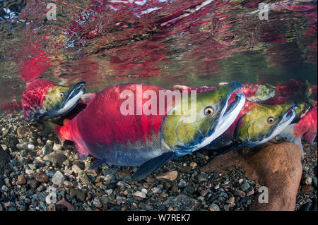 Gruppe männlicher sockeye Lachse (Oncorhynchus nerka) in ihren Laich River. Adams River, British Columbia, Kanada, Oktober. Stockfoto