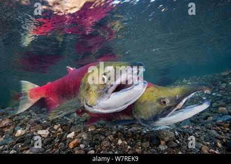 Paar sockeye Lachse (Oncorhynchus nerka) verteidigen ihre Redd (Nest). Das Weibchen ist vor und hinter der Mann mit seinem charakteristischen angespannt Kiefer. Adams River, British Columbia, Kanada, Oktober. Stockfoto