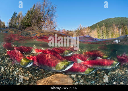 Gruppe von Sockeye Lachs (Oncorhynchus Nerka) in ihren Laich Fluss. Adams River, British Columbia, Kanada, Oktober. Stockfoto