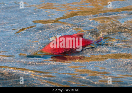 Männliche sockeye Lachse (Oncorhynchus nerka), Schwimmen im seichten Wasser, so dass die Hälfte seines Körper ausgesetzt ist. Adams River, British Columbia, Kanada, Oktober. Stockfoto