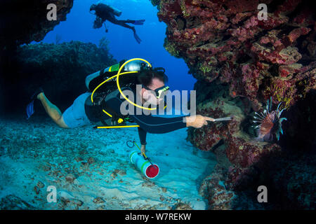 Diver (Steve Braodbelt) bereitet die Speer männliche Rotfeuerfische (Pterois volitans). Indopazifik Feuerfische sind eine invasive Arten auf der karibischen Riffe und werden unter Lizenz ihrer Bevölkerung und daher Raub zu niedrig zu halten gejagt. Auf den Cayman Islands, Speeren und Lizenzen werden vom Departement für Umwelt gesteuert. East End, Grand Cayman, Cayman Islands, British West Indies. Karibische Meer. Stockfoto