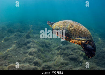 Florida Red-bellied cooter (Pseudemys nelsoni) schwimmt über ein Flussbett. Crystal River, Florida, Vereinigte Staaten von Amerika. Stockfoto