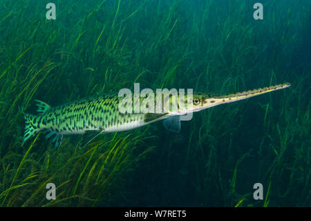 Ein longnose gar (Lepisosteus osseus) vor süsswasser Pflanzen in Rainbow River, Florida, USA. Stockfoto