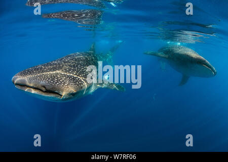 Walhaie (Firma IPCON typus) Schwimmen weg von einander beim Füttern. Isla Mujeres, Quintana Roo, Yucatan, Halbinsel, Mexiko. Karibische Meer. Stockfoto