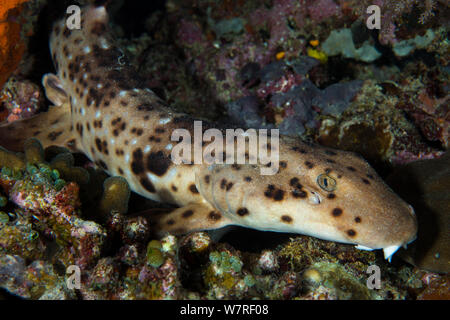 Indonesische gefleckt (carpetshark Hemiscyllium freycineti) Spaziergänge über den Meeresboden unter dem Deckmantel der Dunkelheit. Anstatt schwimmen, diese Art der Schulterstücke shark Spaziergänge auf seine Brust und Bauchflossen. Misool, Raja Ampat, West Papua, Indonesien. Ceram Meer, tropische West Pazifik. Stockfoto