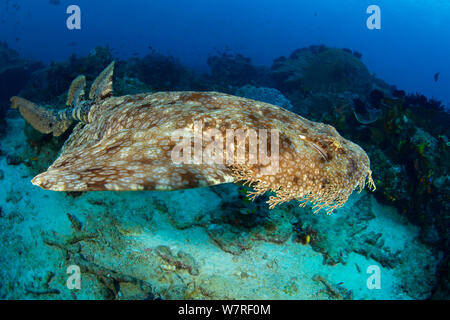 Pastellrosafarbene Rispen wobbegong Hai (Eucrossorhinus dasypogon) Schwimmen über Korallenriff. Raja Ampat, West Papua, Indonesien. Dampier Strait, tropischen West Pazifik. Stockfoto