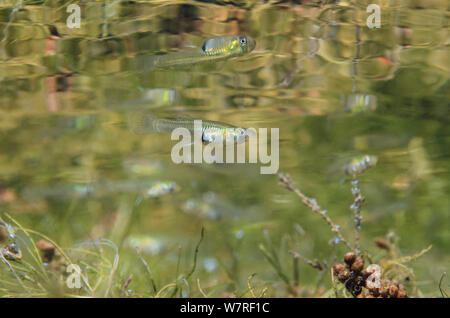 Weibliche Moskito Fisch (Gambusia affinis) schwimmen oben Unkraut, unter der Oberfläche des Lago Baratz, Sardinien, Italien. Diese Art ist ursprünglich aus Amerika, aber ist in vielen Ländern eingeführt wurde Moskitobevölkerungen zu steuern. Diese Frau ist schwanger und wird der Geburt geben jungen zu leben. Stockfoto