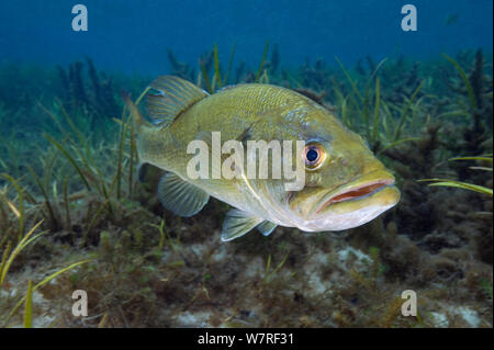 Portrait der männlichen largemouth Bass (Micropterus salmoides) bewacht sein Nest/Eier in die Pflanzen wachsen auf dem Bett eines Flusses versteckt. Rainbow River, Florida, Vereinigte Staaten von Amerika. Stockfoto