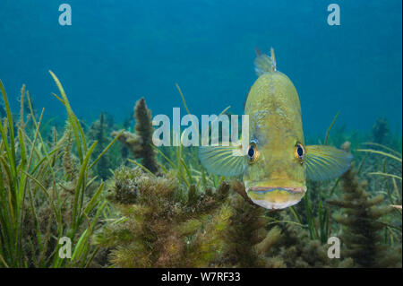 Portrait der männlichen largemouth Bass (Micropterus salmoides) bewacht sein Nest/Eier in die Pflanzen wachsen auf dem Bett eines Flusses versteckt. Rainbow River, Florida, Vereinigte Staaten von Amerika. Stockfoto