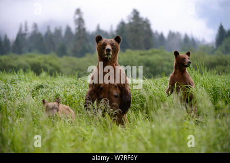 Weibliche Grizzlybär (Ursus arctos Horribilis) stehend in Alert und suchen mit ihren Jungen für Gefahr, beim Füttern auf Seggen, Das Khutzeymateen Grizzly Bär Heiligtum, British Columbia, Kanada, Juni. Stockfoto