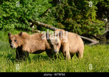 Zwei Jungen Grizzlybären (Ursus arctos Horribilis) Fütterung auf lyngby's Seggen (Carex lyngbyei) eine wichtige Nahrungsquelle mit hohen rohproteingehalt im Frühjahr, das khutzeymateen Grizzly Bär Heiligtum, British Columbia, Kanada, Juni. Stockfoto