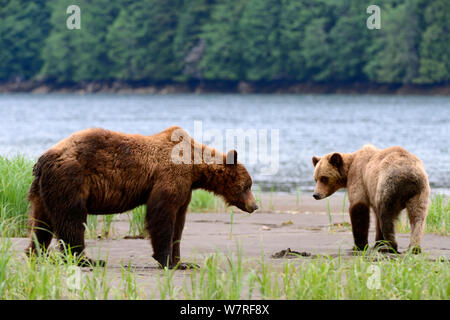 Männliche und weibliche Grizzly bear Balz (Ursus Arctos Horribilis) Khutzeymateen Grizzly Bear Sanctuary, British Columbia, Kanada, Juni. Stockfoto