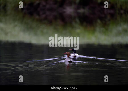 Männliche und weibliche Gänsesäger (Mergus Merganser) Das Khutzeymateen Grizzly Bär Heiligtum, British Columbia, Kanada, Juni. Stockfoto