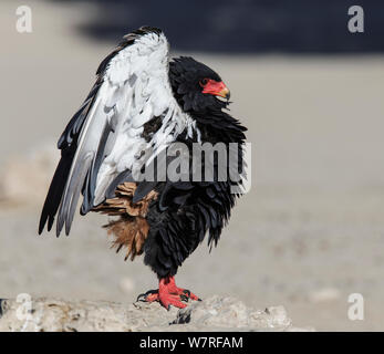 Sie Eagle (Terathopius ecaudatus) Weiblich, Kgalagadi Transfrontier Park, Südafrika. Januar Stockfoto