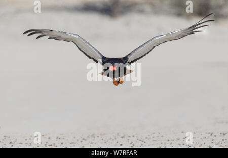 Sie Eagle (Terathopius ecaudatus) Weibliche im Flug, Kgalagadi Transfrontier Park, Südafrika. Januar Stockfoto