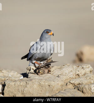 Blass Chanting Goshawk (Melierax canorus) mit Burchell's Sandgrouse (Pterocles burchelli) Beute, Kgalagadi Transfrontier Park, Südafrika Januar Stockfoto