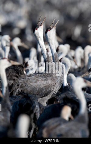 Herde mit Kapuze Kraniche (Grus monacha) mit zwei Anrufen, Kyushu, Japan Stockfoto