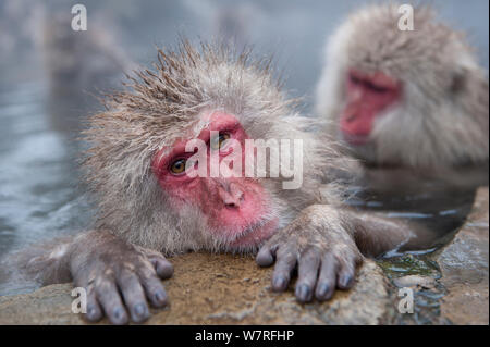 Japanischen Makaken (Macaca fuscatata) in Hot Springs, Jigokudani, Präfektur Nagano, Honshu, Japan Stockfoto