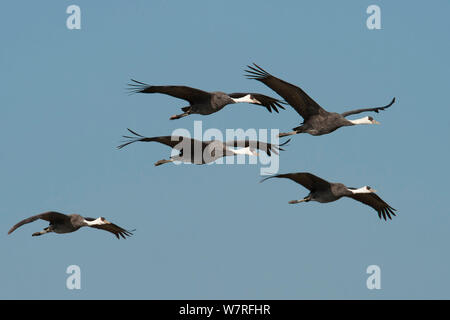 Herde mit Kapuze Kraniche (Grus monacha) im Flug Kyushu, Japan Stockfoto