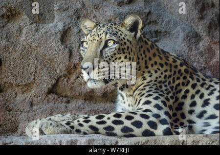 Männliche arabische Leopard (Panthera pardus Nimr) im Arabian Wildlife Center & Captive-Zucht, Projekt, Sharjah, Vereinigte Arabische Emirate. Stockfoto