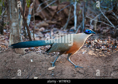 Nach Giant Coua (Coua gigas) Nahrungssuche auf dem Waldboden. Kirindy Wald, westlichen Madagaskar. November 2010 Stockfoto