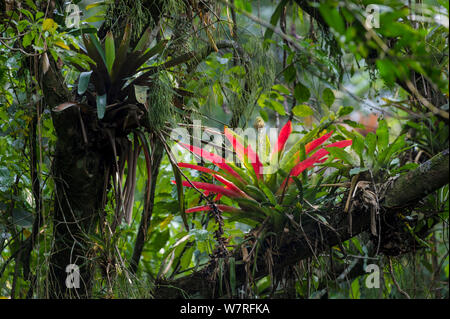 Bromelien (Bromeliaceae) im Dach des Regenwaldes. Serra dos Tucanos,  brasilianischen Atlantischen Regenwald, Brasilien Stockfotografie - Alamy