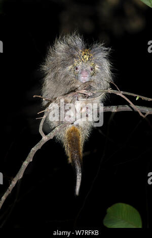 Orange-Spined behaarten Zwerg Porcupine (Sphiggurus villosus villosus/Coendou) Klettern in der Haube in der Nacht. Serra dos Tucanos, Atlantischer Regenwald, Brasilien. Stockfoto