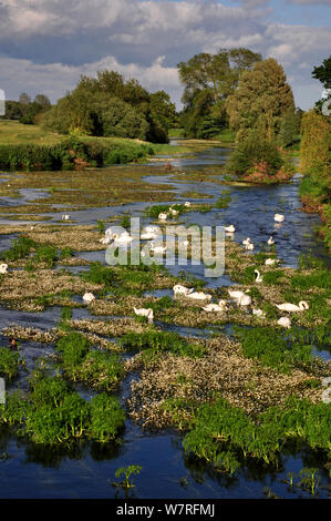 Höckerschwäne (Cygnys olor) am Fluss Stour bei Crawford Bridge, Spetisbury, Dorset, Großbritannien, Juni. Stockfoto