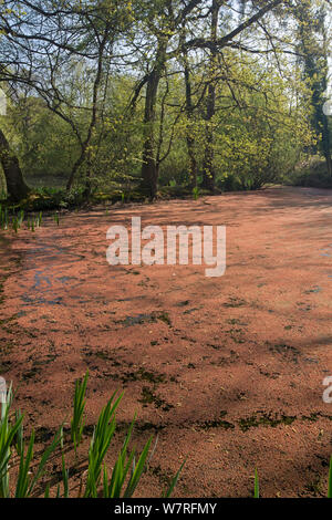 American Water Farn (Azolla filliculoides) invasive Arten, wachsen in der Teich in Surrey, England Stockfoto